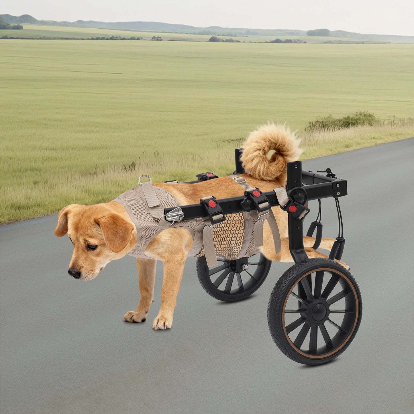 Bymaocar Adjustable Aluminum 2 Wheel Dog Wheelchair Up To 65kg